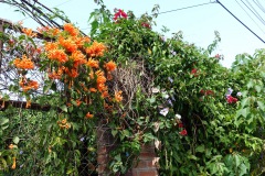 Underbar växlighet i centrala Concepción de Ataco.