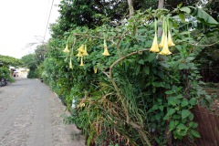 Änglatrumpeter längs gata i utkanten av Juayua.