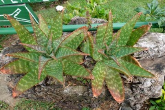 Växter i den fina trädgården vid Café Albania, Apaneca.