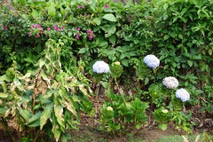 Blommor i den fina trädgården vid Café Albania, Apaneca.