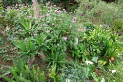 Blommor i den fina trädgården vid Café Albania, Apaneca.