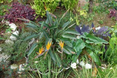 Blommor i den fina trädgården vid Café Albania, Apaneca.