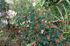 Blommor i den fina trädgården vid Café Albania, Apaneca.