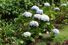 Blommor i den fina trädgården vid Café Albania, Apaneca.