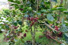 Kaffebuskar i den fina trädgården vid Café Albania, Apaneca.