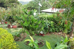 Växter i den fina trädgården vid Café Albania, Apaneca.