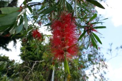 Växter i den fina trädgården vid Café Albania, Apaneca.