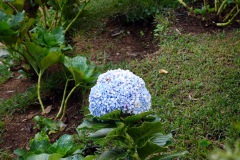 Blommor i den fina trädgården vid Café Albania, Apaneca.