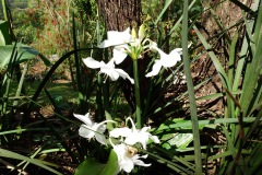 Blommor i den fina trädgården vid Café Albania, Apaneca.