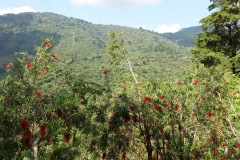 Utsikt över den omgivande naturen från Café Albania, Apaneca.