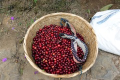 Kaffebär, Café Albania, Apaneca.