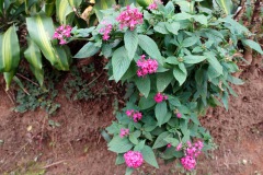 Blommor i den fina trädgården vid Café Albania, Apaneca.