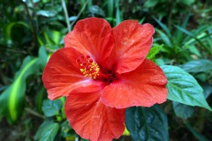 Blomma i den fina trädgården vid Café Albania, Apaneca.