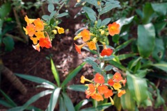 Blommor i den fina trädgården vid Café Albania, Apaneca.