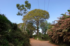Promenad i de fina omgivningarna runt byn, Concepción de Ataco.
