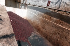 Första anhalten för kaffebönor, El Carmen Estate, Concepción de Ataco.