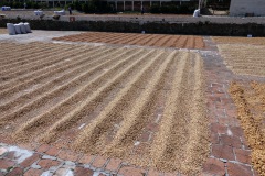 Kaffebönor på tork, färgen avslöjar status på torkningen, El Carmen Estate, Concepción de Ataco.