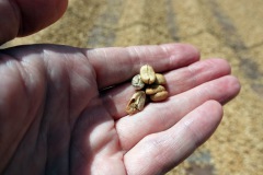 Torkade kaffebönor i närbild, El Carmen Estate, Concepción de Ataco.