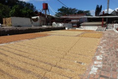 Kaffebönor på tork, färgen avslöjar status på torkningen, El Carmen Estate, Concepción de Ataco.