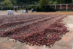 Nyss inkomna kaffebönor i förgrunden, El Carmen Estate, Concepción de Ataco.