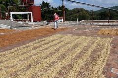 Vändning av kaffebönor, färgen avslöjar status på torkningen, El Carmen Estate, Concepción de Ataco.