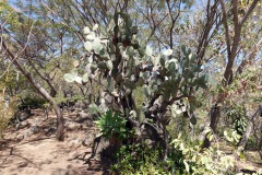 Kaktusar i Reserva Natural Cerro Tzankujil, San Marcos La Laguna, Lake Atitlán.