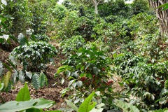 Kaffebuskar längs leden upp till Indian Nose, Lake Atitlán.