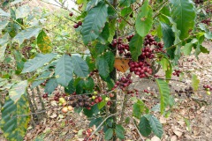 Kaffebuske längs leden upp till Indian Nose, Lake Atitlán. 
