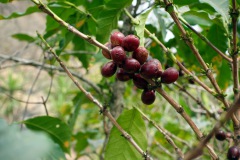 Kaffebär längs leden upp till Indian Nose, Lake Atitlán. 