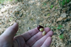 Kaffebär med de två bönorna/fröna längs leden upp till Indian Nose, Lake Atitlán.