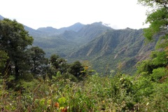Naturen längs leden upp till Indian Nose, Lake Atitlán. 