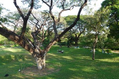 Benjakitti Forest Park, Bangkok.