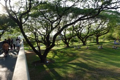 Skywalk, Benjakitti Forest Park, Bangkok.