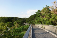 Skywalk, Benjakitti Forest Park, Bangkok.