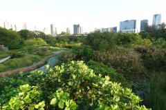 Benjakitti Forest Park, Bangkok.