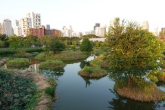 Våtmarker i Benjakitti Forest Park, Bangkok.