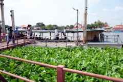 Ang Thong Farm Cross River Ferry Pier, Pak Kret, Nonthaburi.