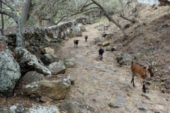 Camino Real mellan Barichara och Guane.