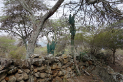 Camino Real mellan Barichara och Guane.