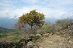 Camino Real mellan Barichara och Guane.