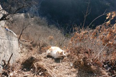 Kinesisk-mur-katt, Mutianyu Great Wall.