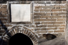 Kinesisk-mur-katt, Mutianyu Great Wall.