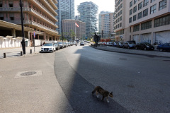 Katt på promenaden i downtown Beirut.