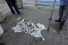 Dagens fångst, Beirut Corniche, Beirut.