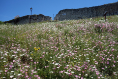 En stor äng av vackra blommor i närheten av Holy Trinity Church, Berat Castle, Berat. Den inre slottsmuren längst upp i bild.