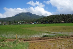 Risfält med vackra berg i bakgrunden finns överallt på Biliran.