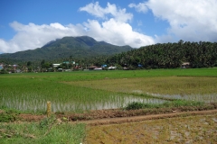Risfält med vackra berg i bakgrunden finns överallt på Biliran.