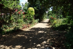 På väg till Sampao Rice Terraces passerar jag här en liten by med vackra blommor i husens trädgårdar, Biliran.