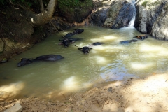 Badande carabaos, Biliran.