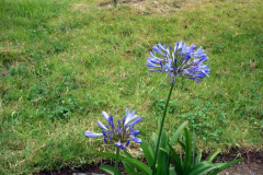 Blommor längs leden upp till Monserrate Peak, Bogotá.